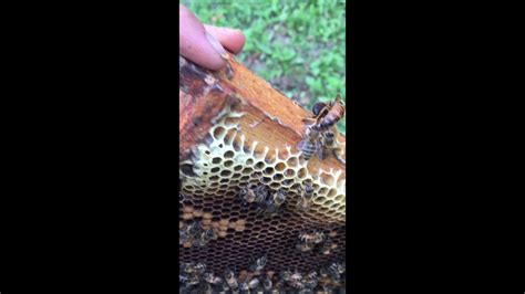  Queen Bee: A Buzzing Battle Royale for Honeycomb Hegemony!